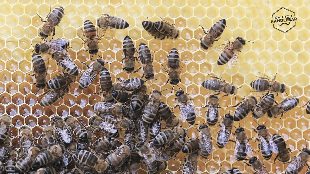 Is colored moustache wax necessary